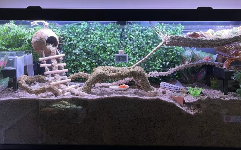 Wide view of a planted hermit crab tank