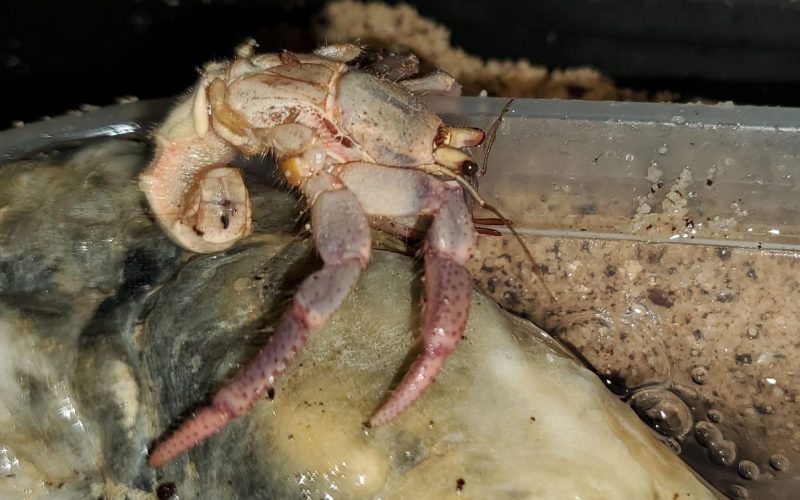 Hermit crab on rocky substrate