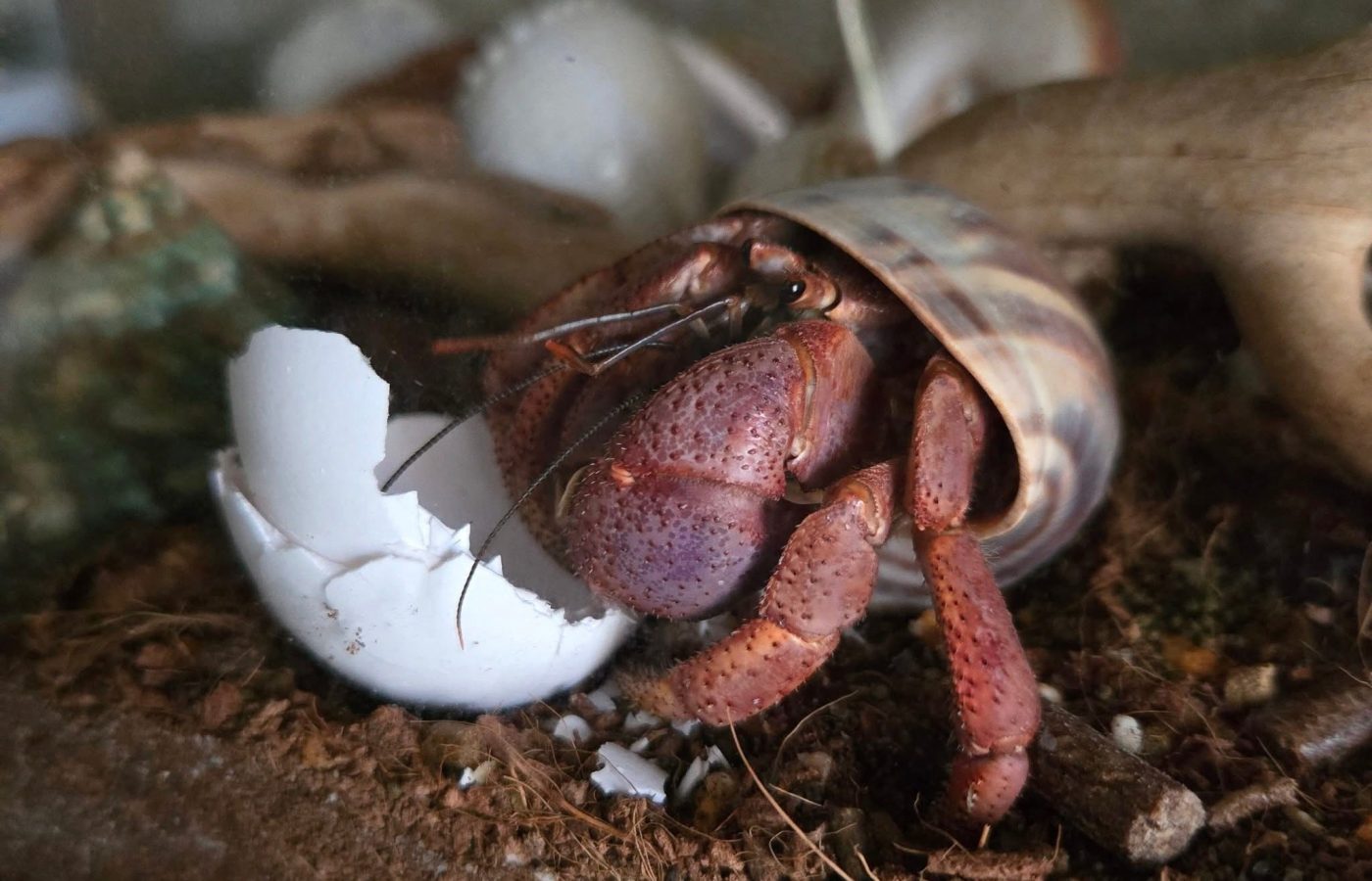 Land hermit crab in a turbo shell beside a broken eggshell