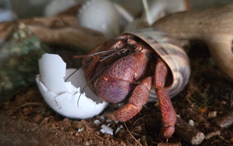Land hermit crab in a turbo shell beside a broken eggshell