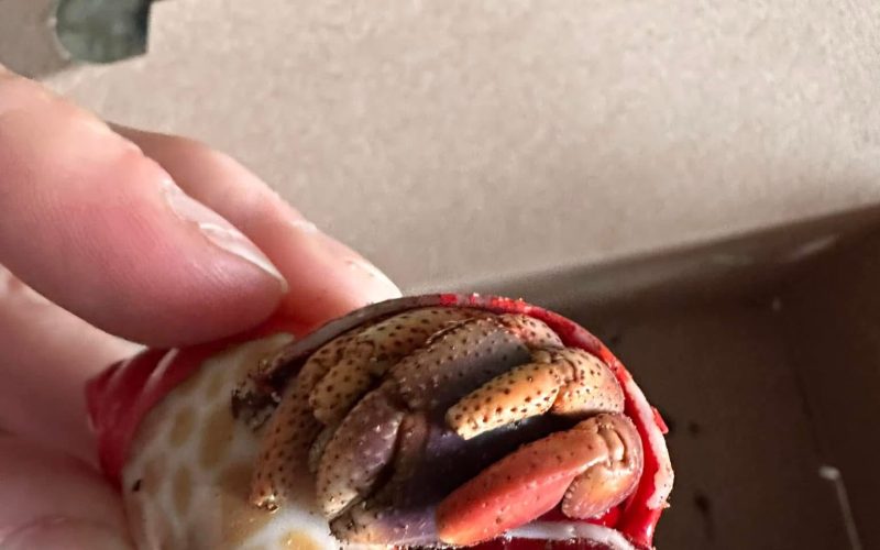 Hand holding a hermit crab in a shell