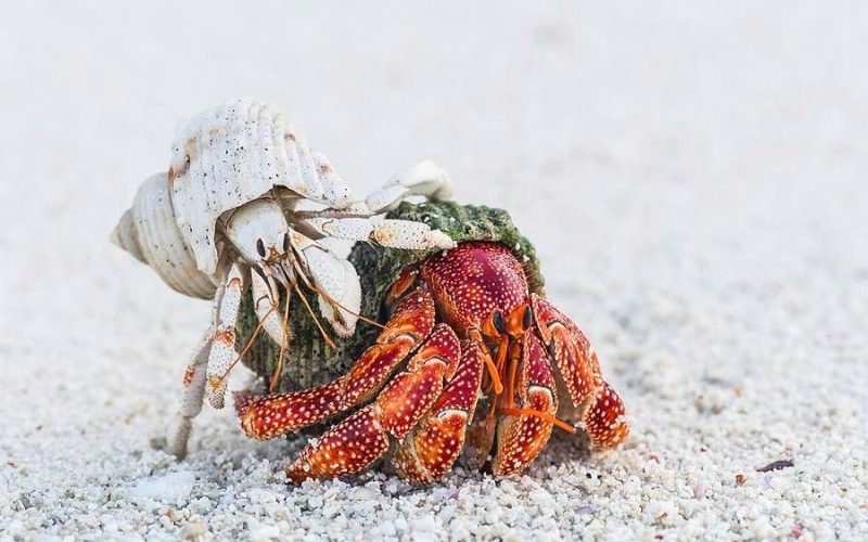 Hermit crab on pale sand