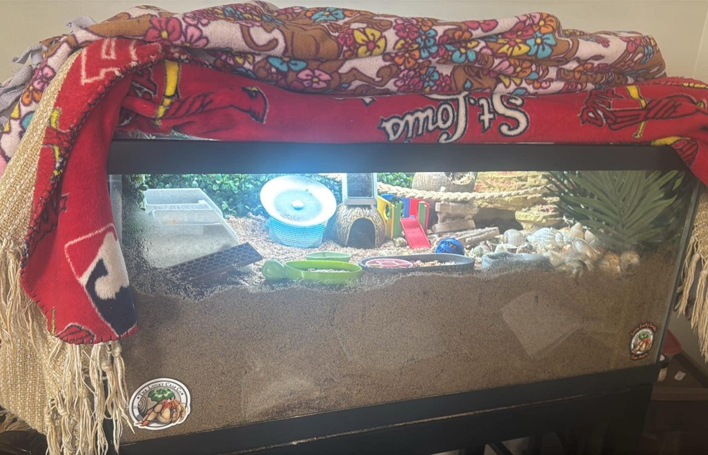 Wide view of a land hermit crab tank with lighting