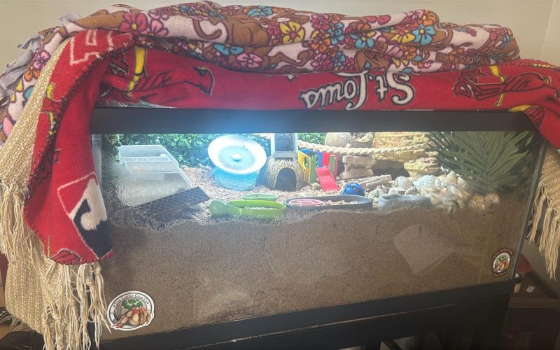 Wide view of a land hermit crab tank with lighting