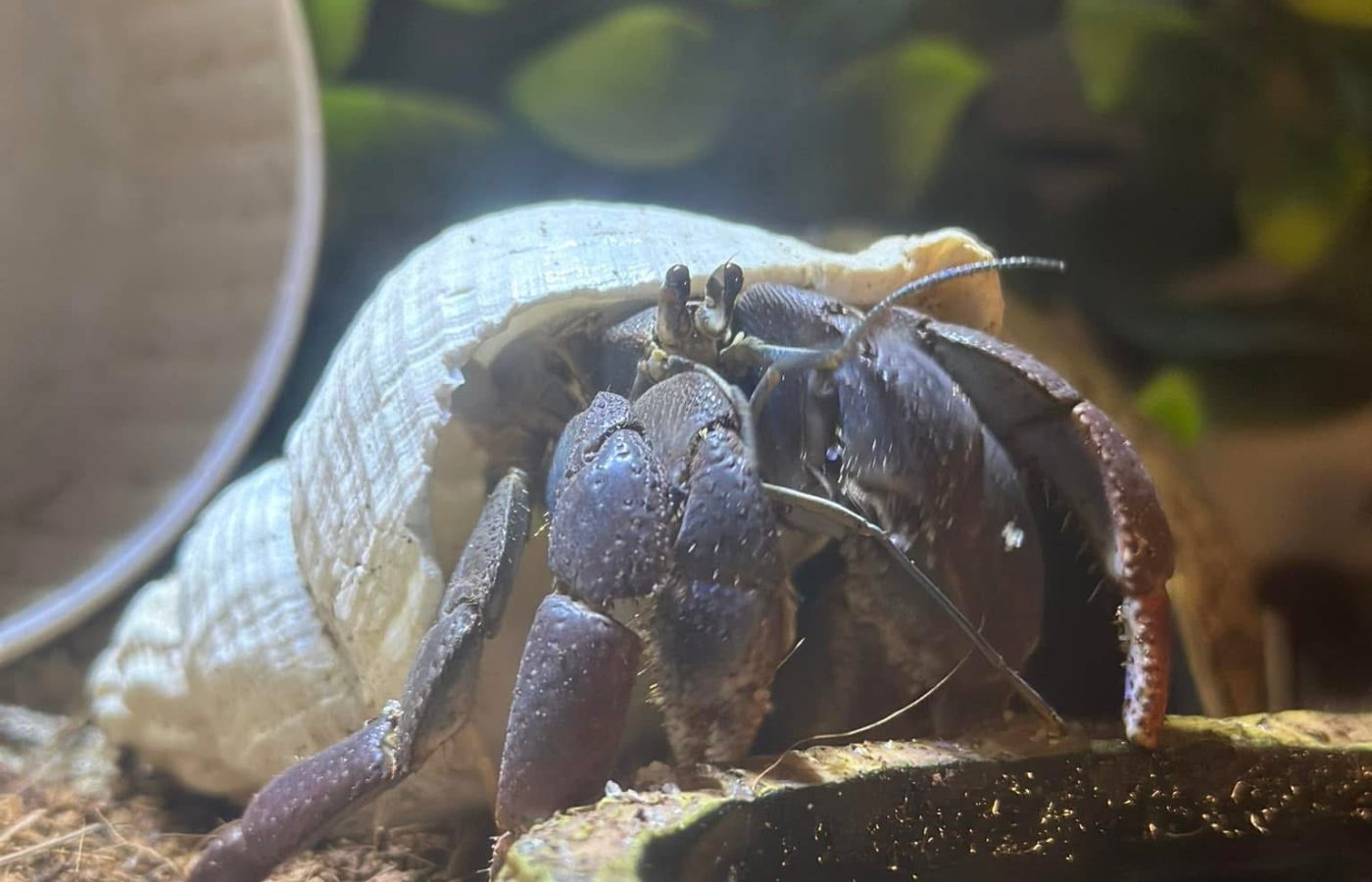 Hermit crab in a habitat