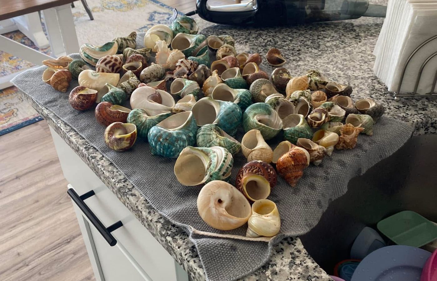 Collection of shells laid out on a counter