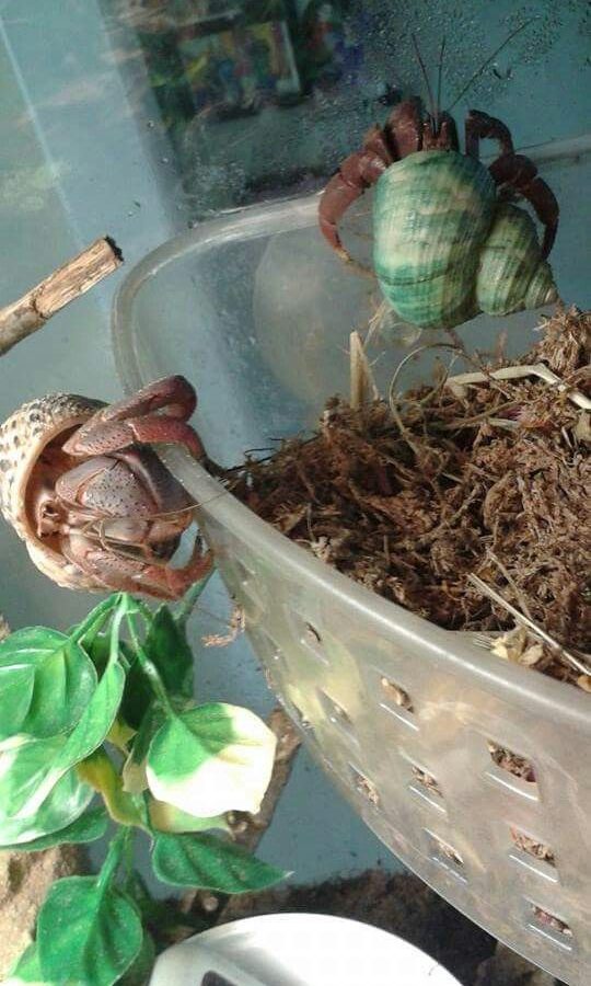 Hermit crab climbing a basket in a habitat