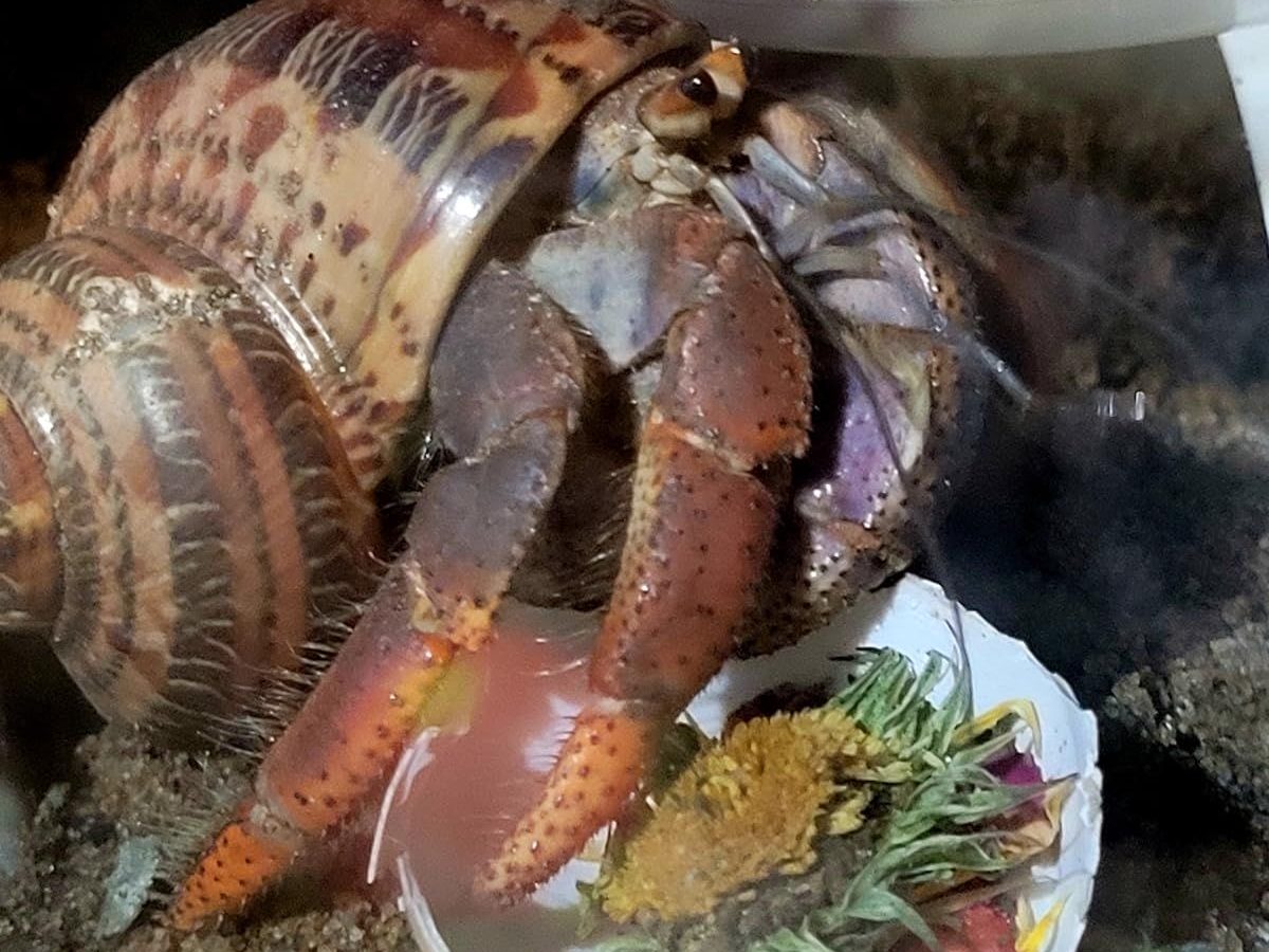 Land hermit crab in a turbo shell