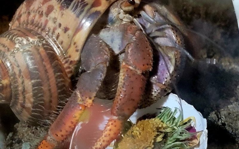 Land hermit crab in a turbo shell
